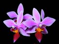 Phal. equestris 'Angel Orchids No. 1'